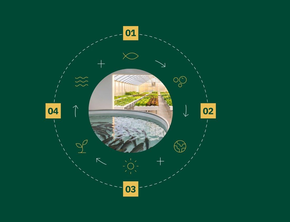 Le cycle aquaponique en quatre étapes, du nourrissage des poissons au retour de l'eau propre aux bassins
