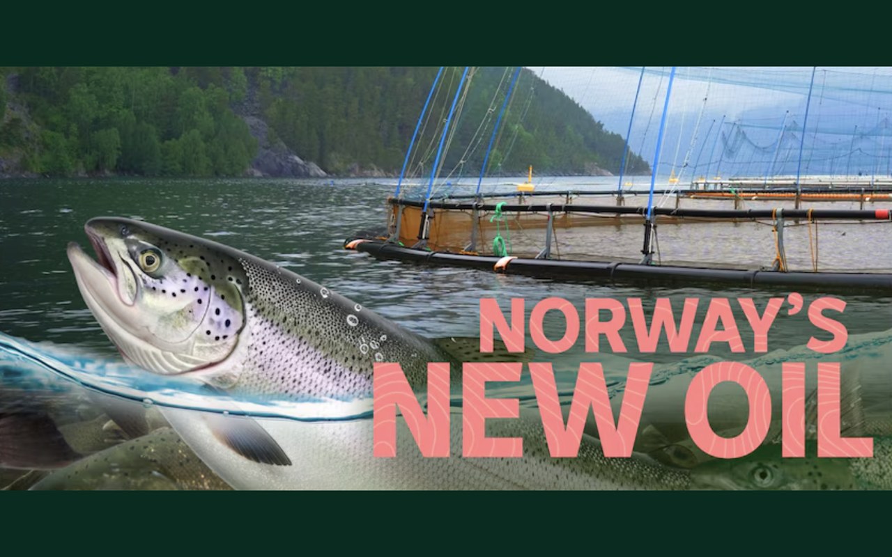 Saumon devant des cages d'élevage dans un fjord norvégien