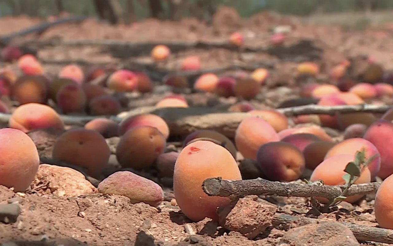 Fruits tombés et perdus au sol dans un verger asséché