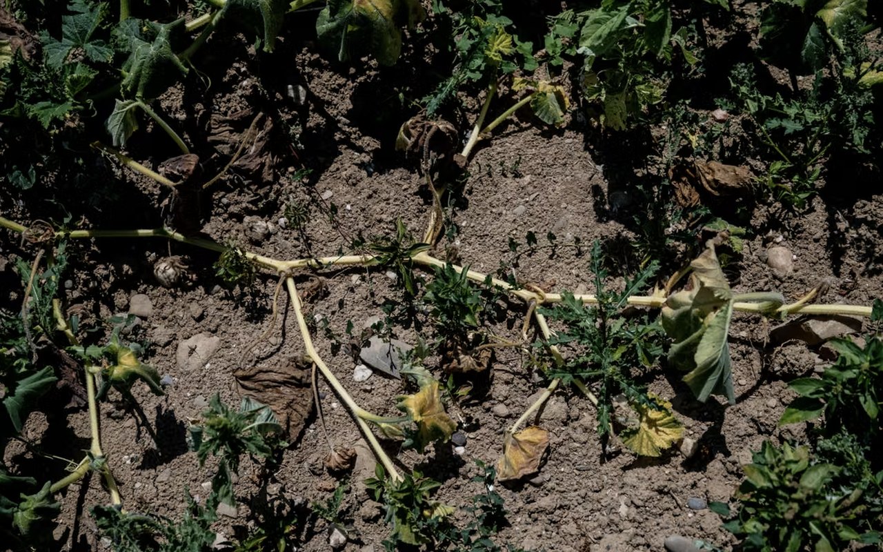 Plants de courgettes desséchés sur une parcelle craquelée
