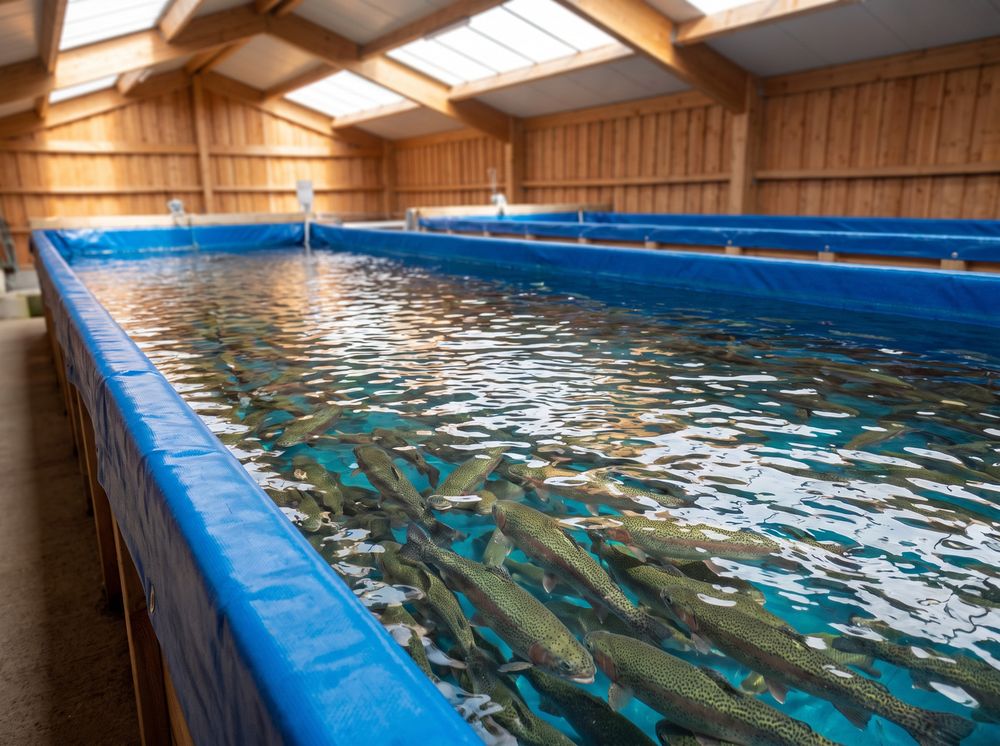 Truites en bassin d'élevage