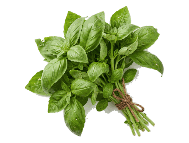 Basilic