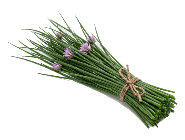 Ciboulette