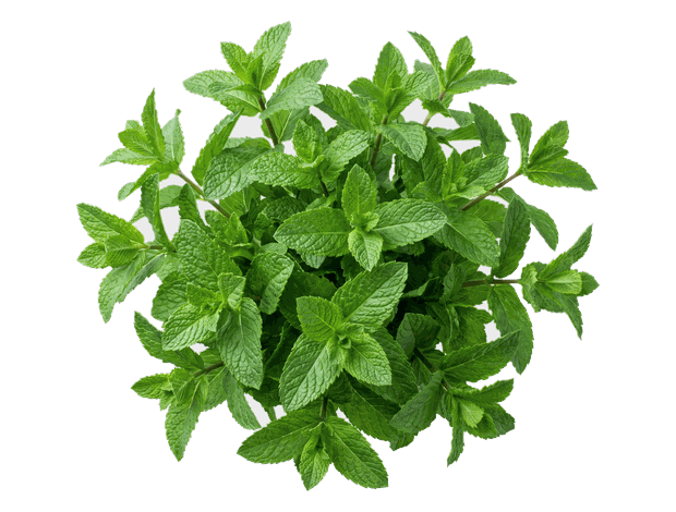 Menthe