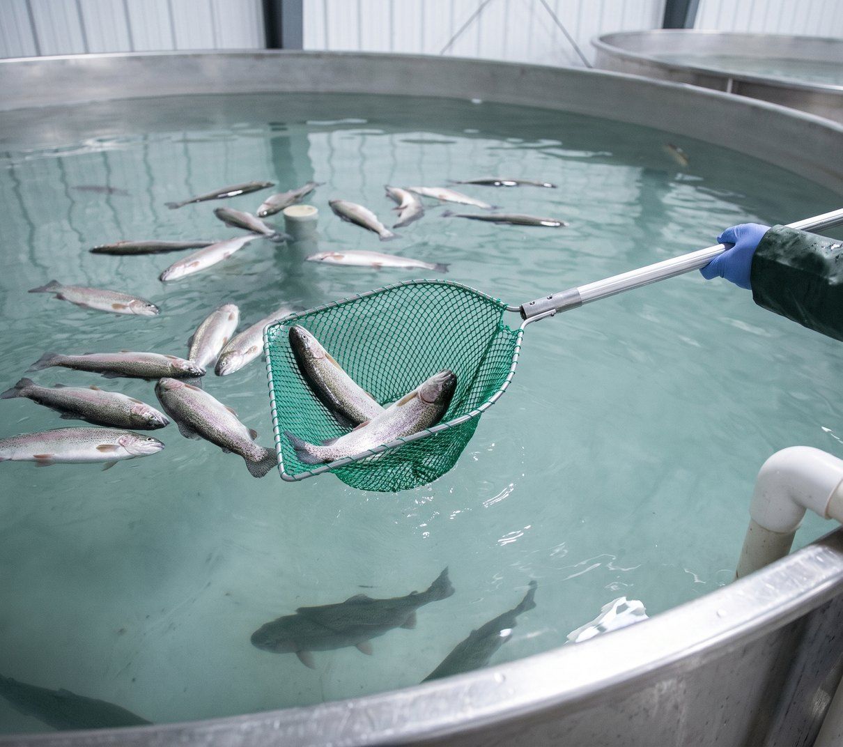 Poissons morts retirés à l'épuisette dans un bassin d'élevage