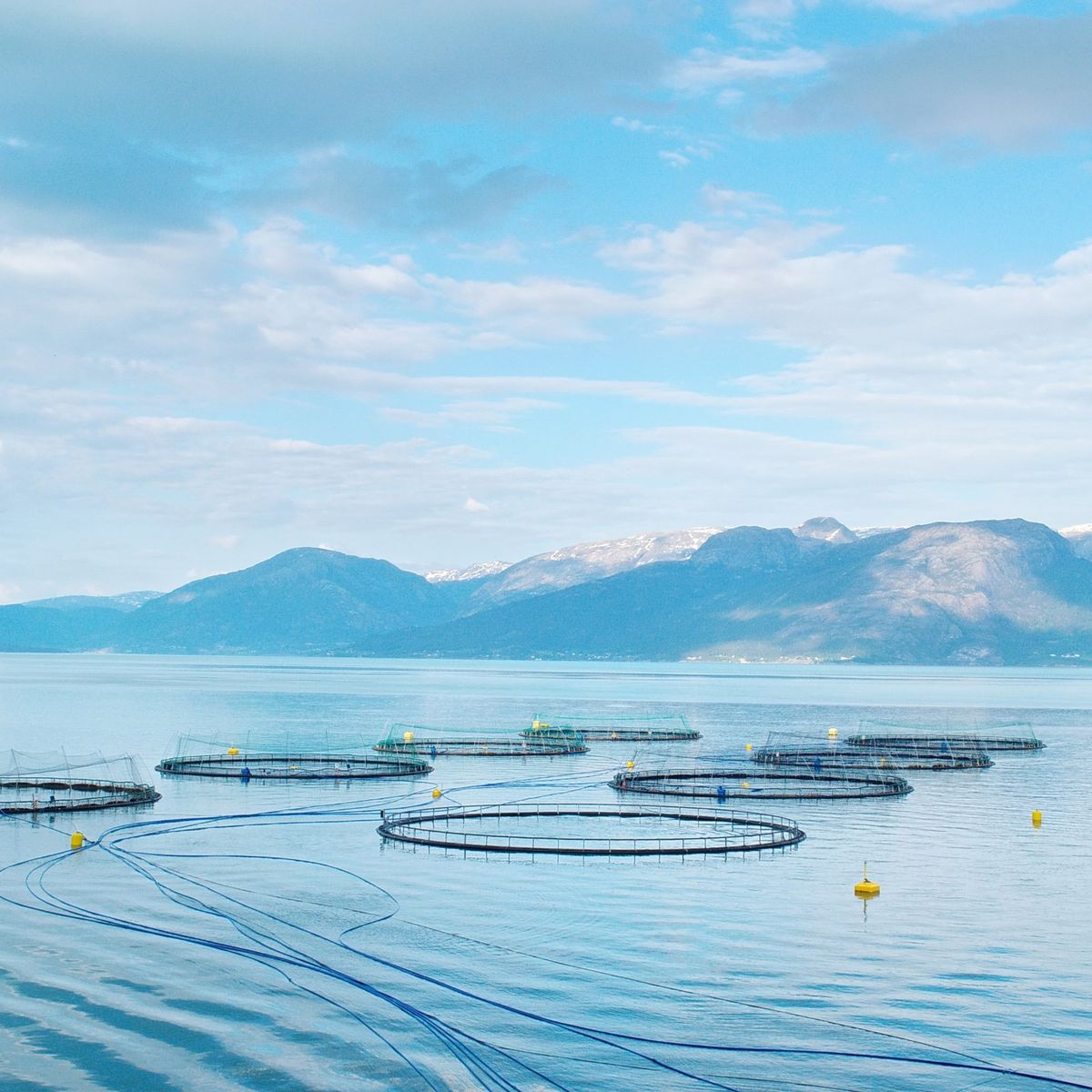Cages d'élevage de saumon en mer dans un fjord