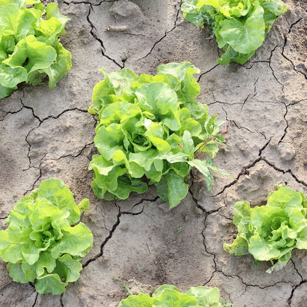 Salades poussant sur une terre craquelée par la sécheresse